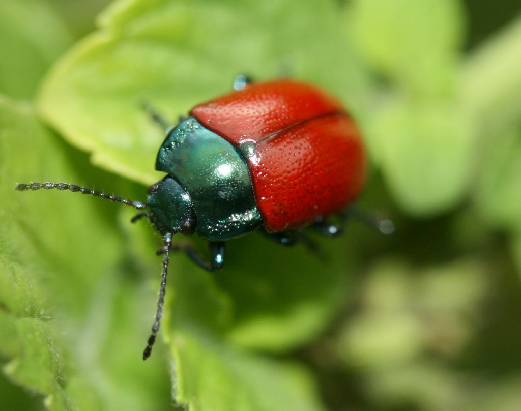 Chrysomelidae: Chrysolina grossa